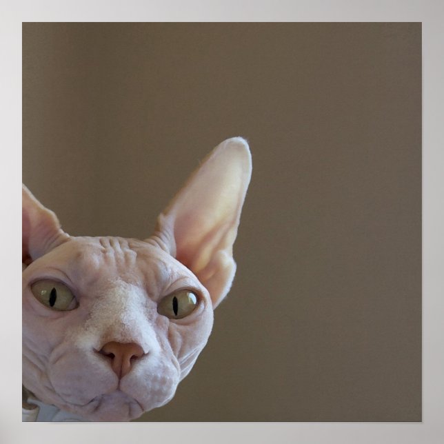 Poster de chat Sphynx (Devant)