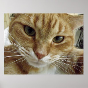 Poster de chat Tabby Orange