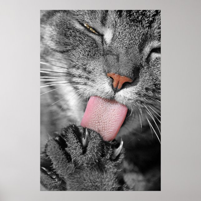Poster de chat Washday Imprimer (Devant)