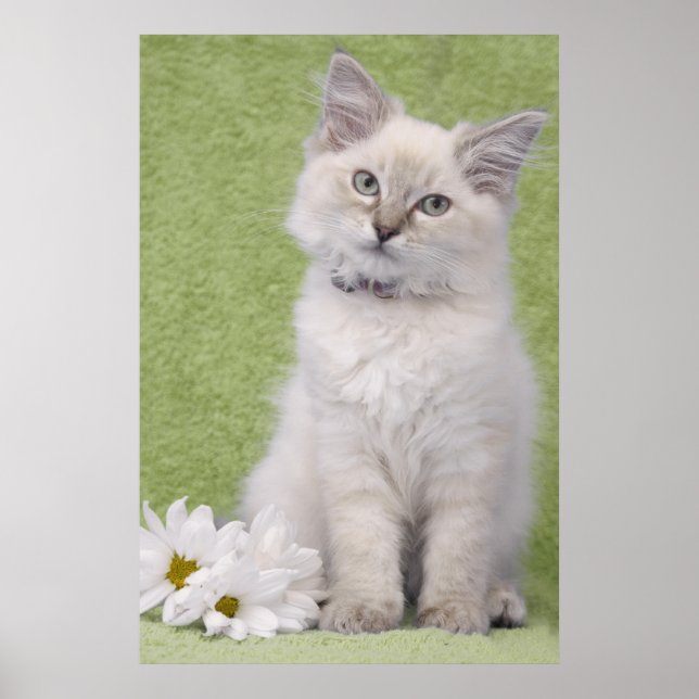 Poster de chaton Ragdoll avec arrière - plan vert (Devant)
