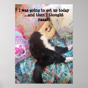 Poster de chats dormants Tuxedo Cat Cute Funny Sha