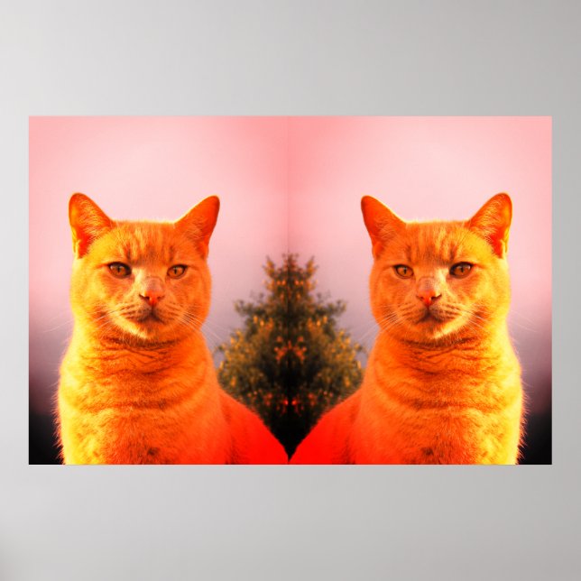 poster de chats jumeaux Merlin et Ange (Devant)