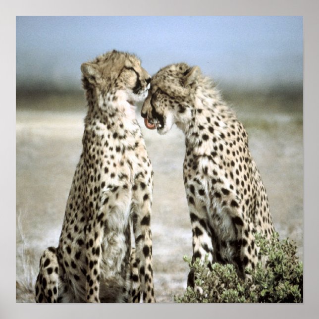 Poster de Cheetah (Devant)
