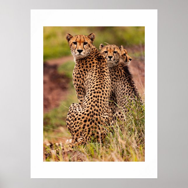 Poster de Cheetah (Devant)