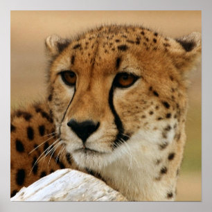 Poster de Cheetah