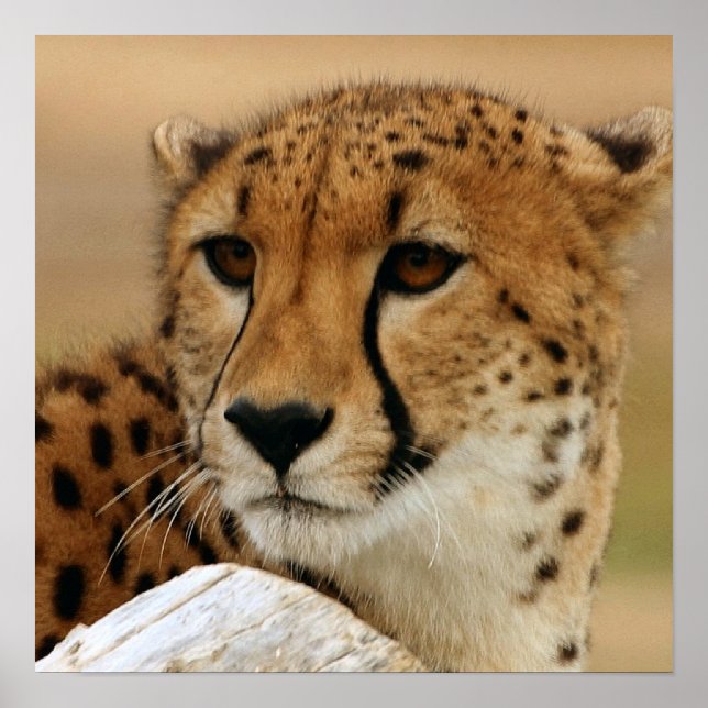 Poster de Cheetah (Devant)