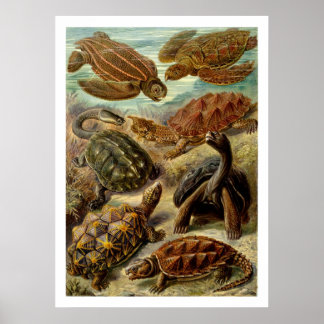Poster de Chelonia