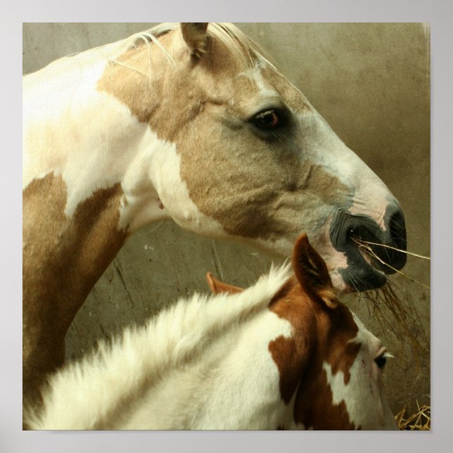 Poster de Cheval Événement Gris (Devant)