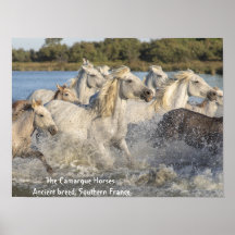 Poster de Chevaux blancs de Camargue dans l'eau