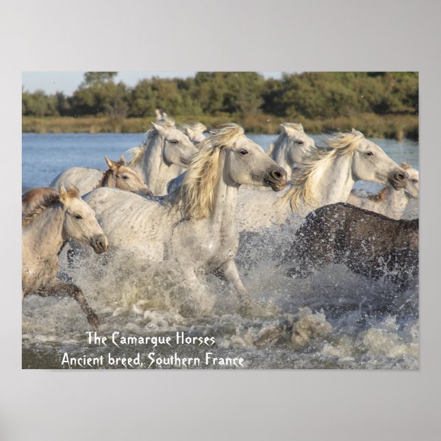 Poster de Chevaux blancs de Camargue dans l'eau (Devant)