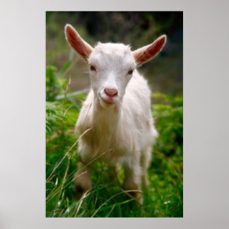 Poster de chèvre de bébé