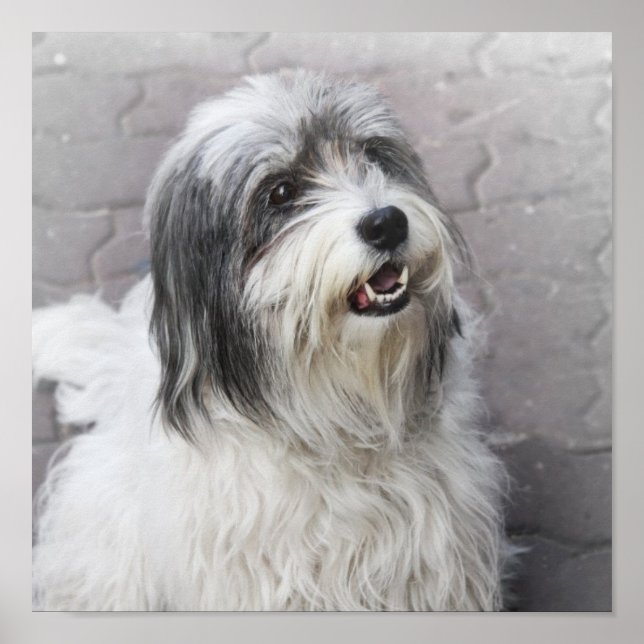 Poster de chien (Devant)