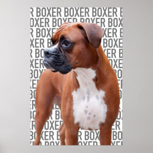 Poster de chien de boxe