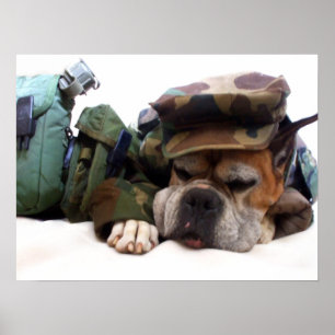 Poster de chien de boxe militaire