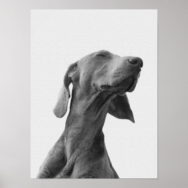 Poster de chien de rêve (Devant)