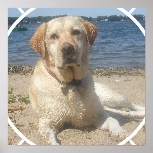 Poster de chien de trieur du Labrador jaune (Devant)