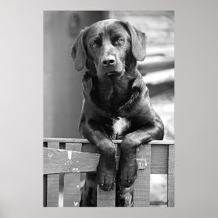 Poster de chien du Labrador noir