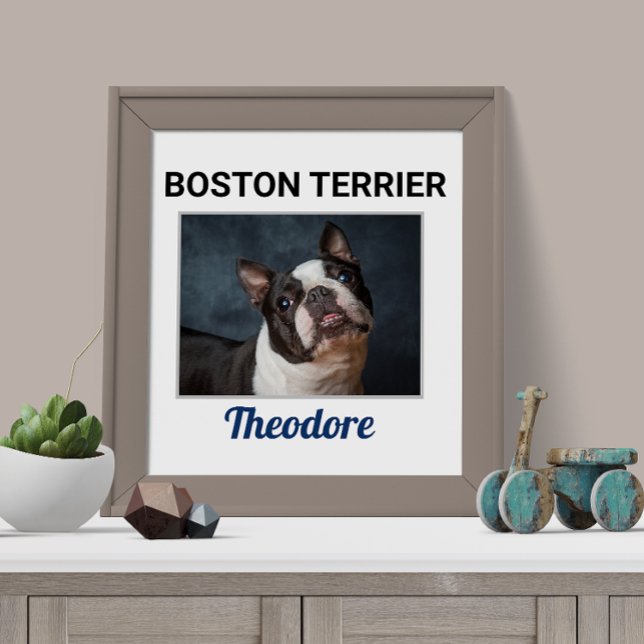 Poster de chien personnalisé Boston Terrier (Créateur téléchargé)