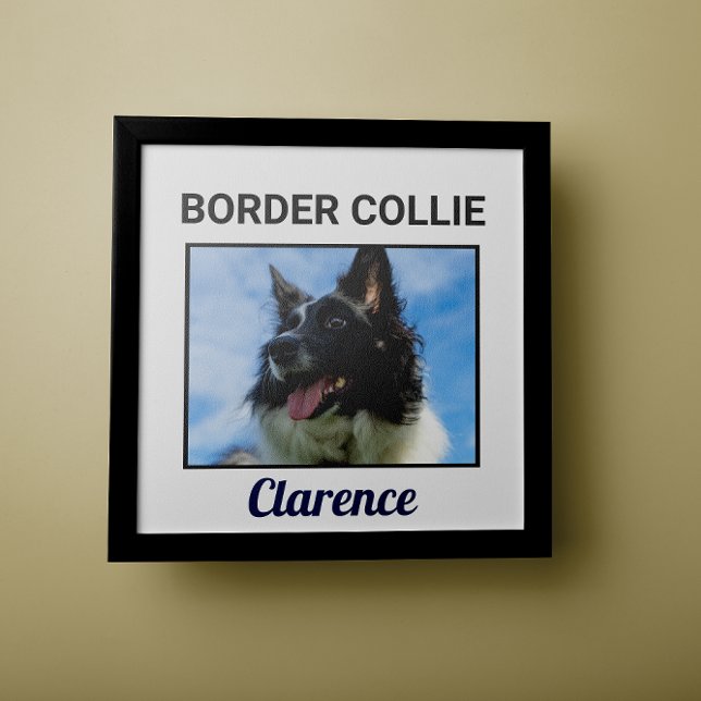 Poster de chien personnalisé Collie Bordure (Créateur téléchargé)