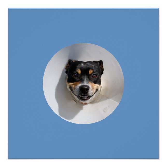 Poster de chien souriant drôle (Devant)