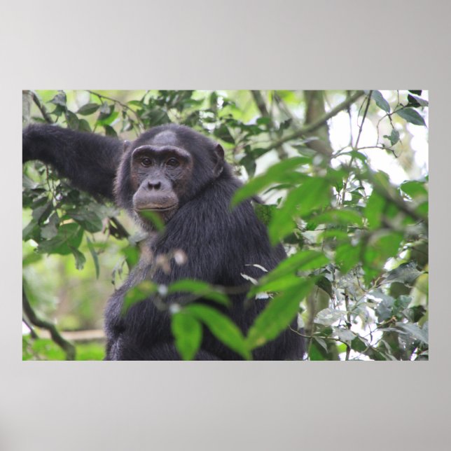 Poster de Chimp (Devant)