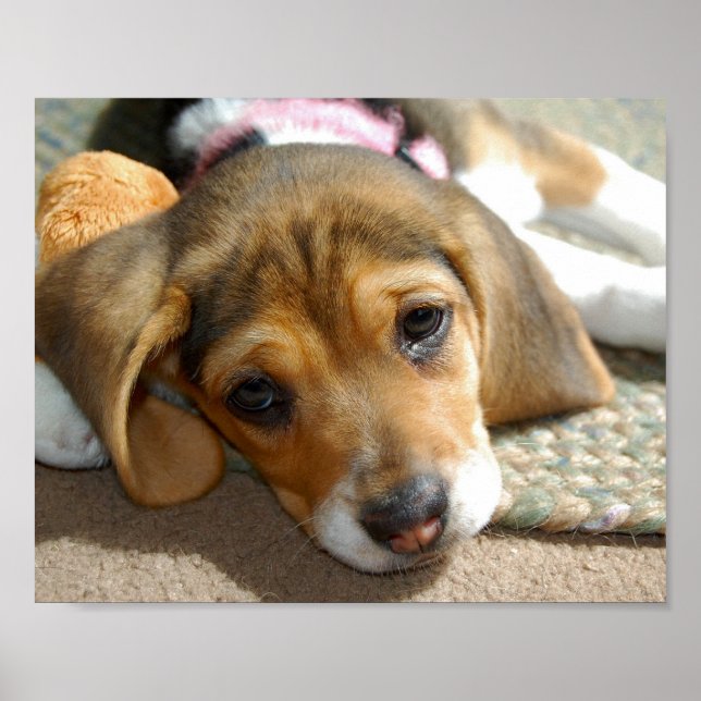 Poster de chiot Beagle mignon (Devant)