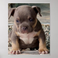 Poster de chiot de race brute