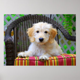 Poster de chiot Doodle Doré