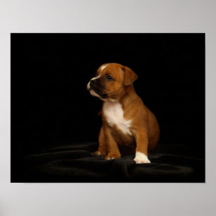 Poster de chiot du Staffordshire anglais