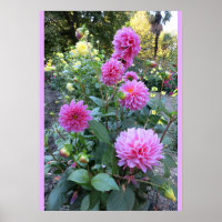 Poster de Chrysanthèmes rose (Photo)