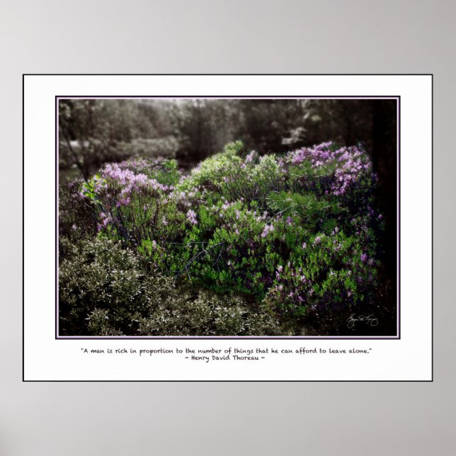 Poster de citation Thoreau - Sheep Laurel (Devant)