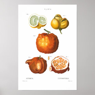 POSTER DE CITRUS BOTANIQUE vintage