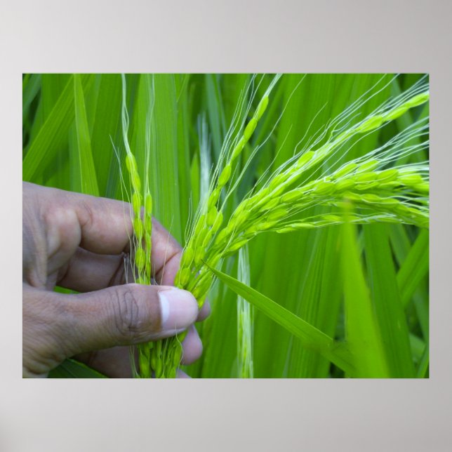 Poster de clôture de Ricefield (Devant)