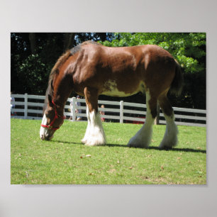Poster de Clydesdale