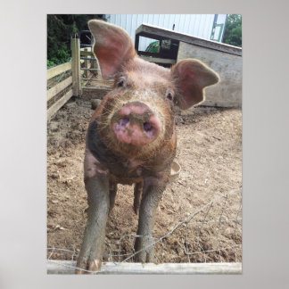 Poster de cochon boueux amusant