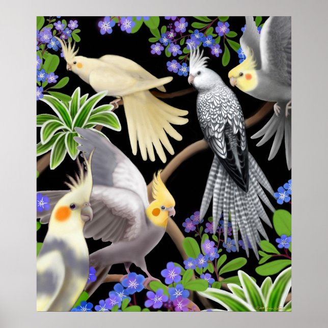 Poster de Cockatiels et Forget Me Nots (Devant)