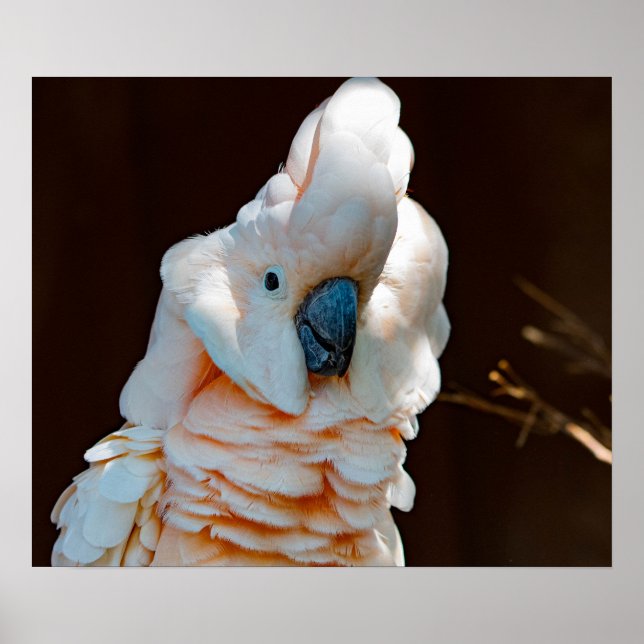 Poster de Cockatoès Moluccan (Devant)