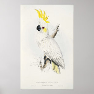 Poster de Cockatoo Gratiné Jaune