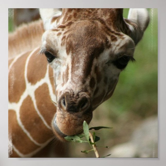Poster de collations de girafe Imprimer (Devant)
