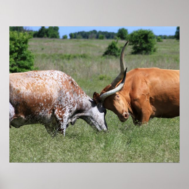 Poster de combat de la vache de Texas Longhorn (Devant)