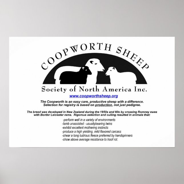 Poster de Coopworth Sheep (Devant)