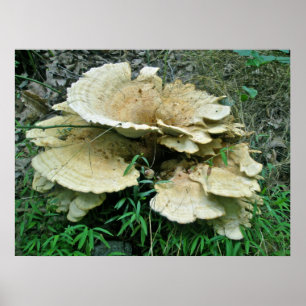 Poster de coordination du champignon Pale Shelf