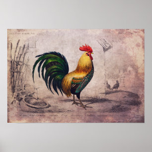 Poster de coq vintage ou papier de découpage