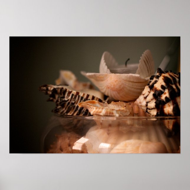Poster de coquillages dans un pot (Devant)