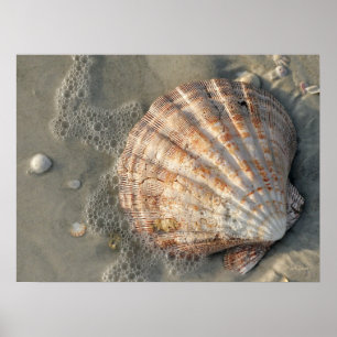 Poster De Coquillages Sur La Plage