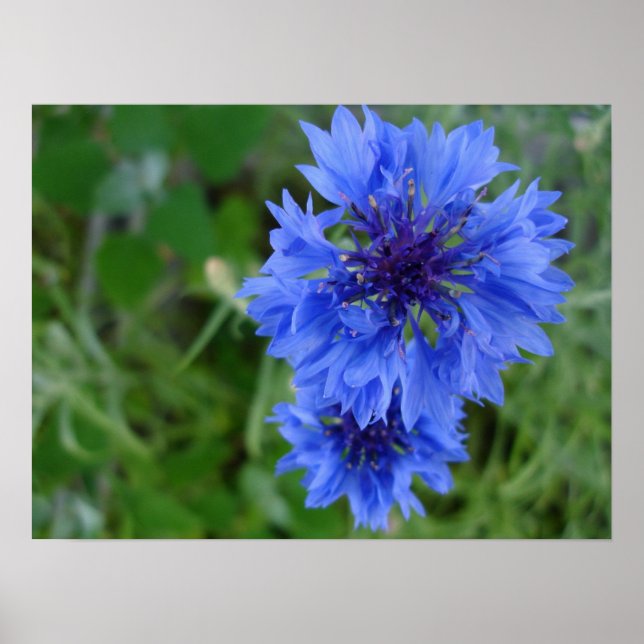 Poster de Cornflower bleu (Devant)