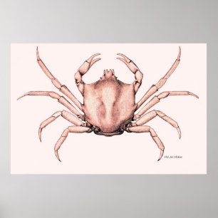 Poster de crabe Corab