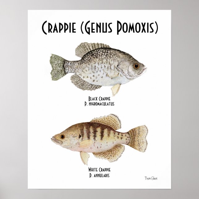 Poster de Crappie (Devant)