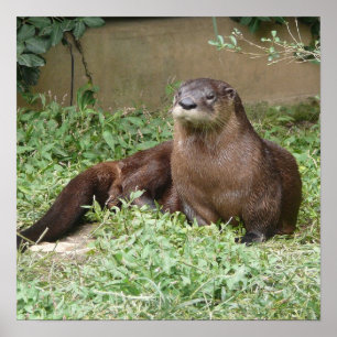 Poster de Cute Otter