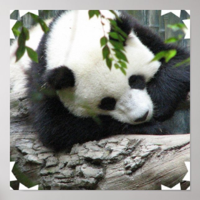 Poster de Cute Panda (Devant)
